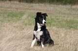 BORDER COLLIE 1501